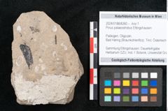 Foto (Objekt + Etikett) von Pinus palaeostrobus Ettingshausen (NHMW-GEO-2024-0188-8260)